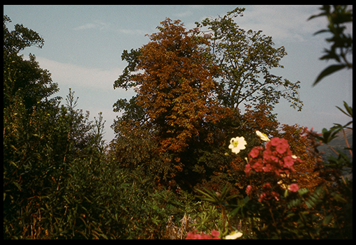 image 50