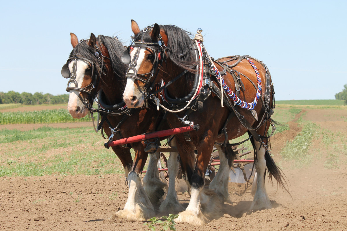 Working horses